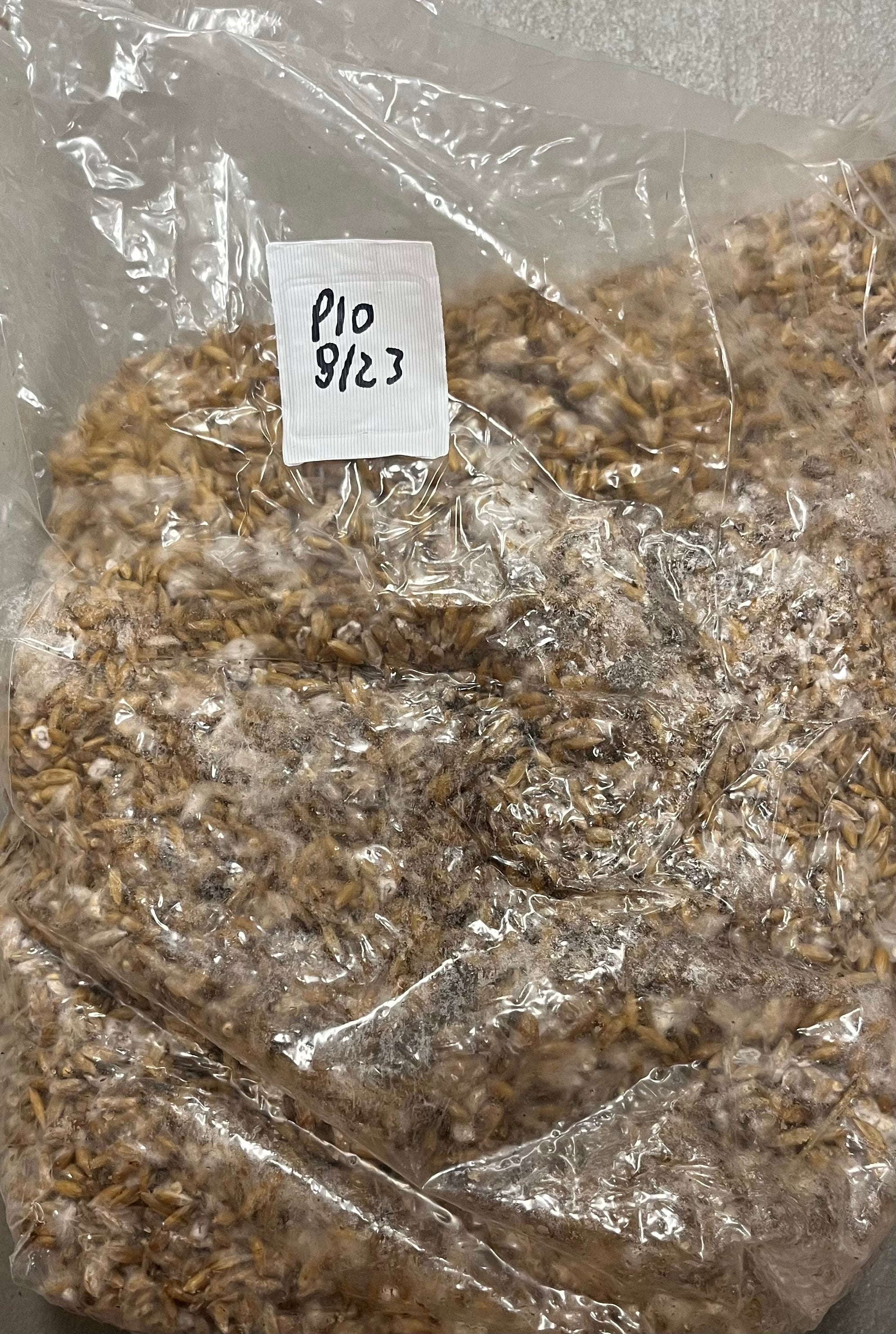 Sterilized Grain Spawn Bags Biodegradable Corn - Etsy Australia